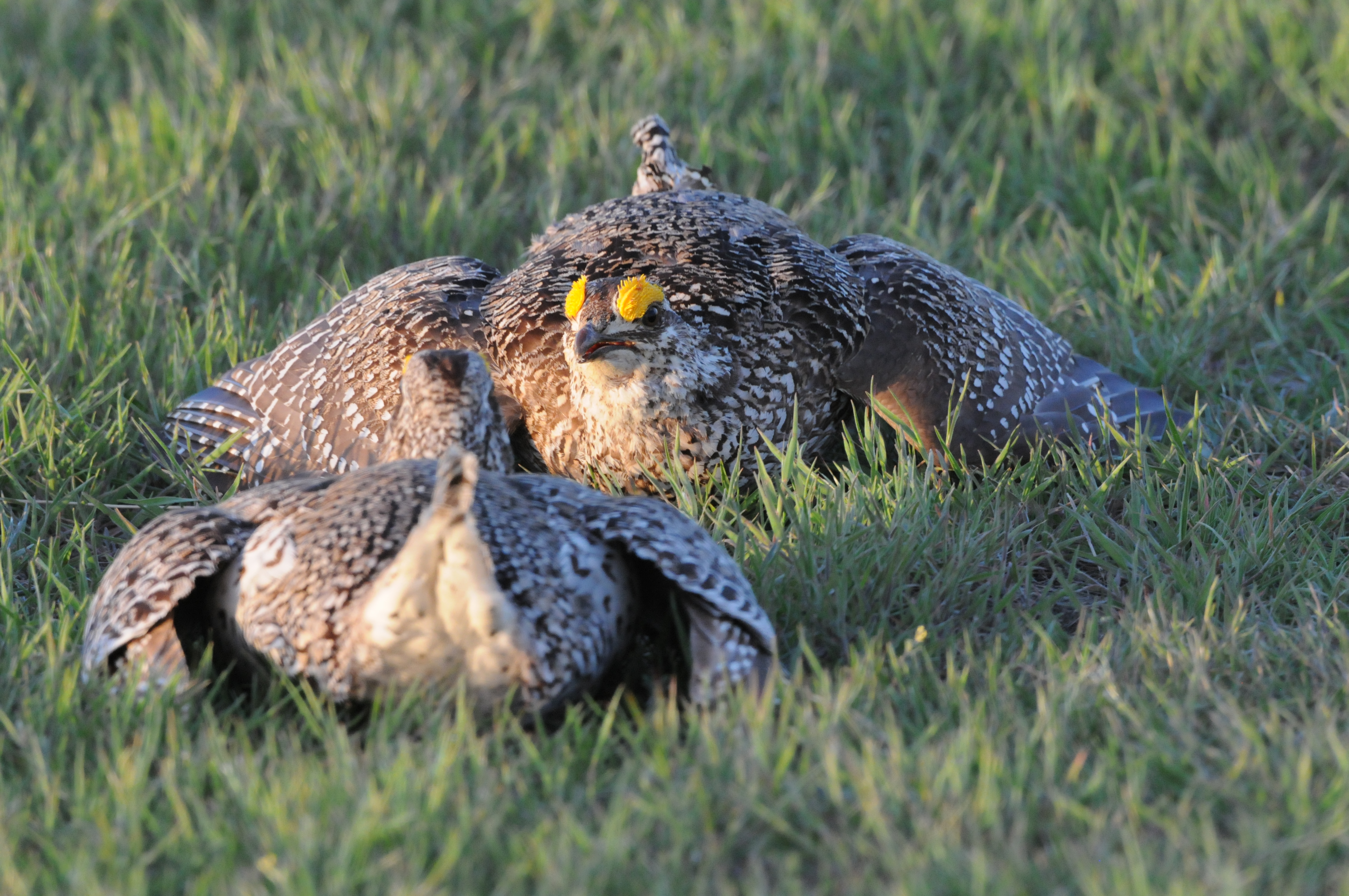 Sharp tailed grouse