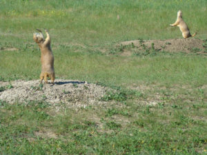 Great Plains  Defenders of Wildlife